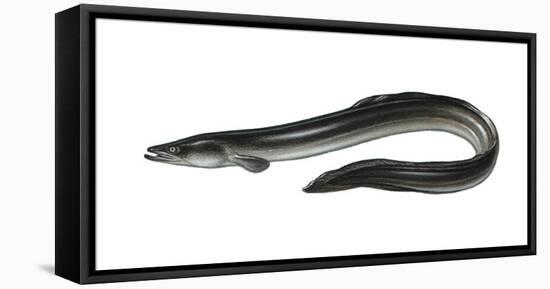 Illustration, European Eel, Anguilla Anguilla, Not Freely for Book-Industry, Series-Carl-Werner Schmidt-Luchs-Framed Stretched Canvas