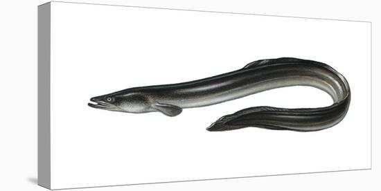 Illustration, European Eel, Anguilla Anguilla, Not Freely for Book-Industry, Series-Carl-Werner Schmidt-Luchs-Stretched Canvas