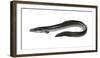 Illustration, European Eel, Anguilla Anguilla, Not Freely for Book-Industry, Series-Carl-Werner Schmidt-Luchs-Framed Photographic Print
