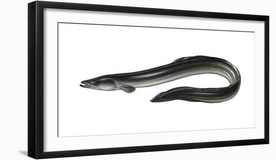 Illustration, European Eel, Anguilla Anguilla, Not Freely for Book-Industry, Series-Carl-Werner Schmidt-Luchs-Framed Photographic Print