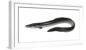 Illustration, European Eel, Anguilla Anguilla, Not Freely for Book-Industry, Series-Carl-Werner Schmidt-Luchs-Framed Photographic Print