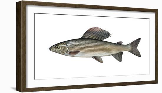 Illustration, European Grayling, Thymallus Thymallus, Not Freely for Book-Industry, Series-Carl-Werner Schmidt-Luchs-Framed Photographic Print