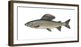 Illustration, European Grayling, Thymallus Thymallus, Not Freely for Book-Industry, Series-Carl-Werner Schmidt-Luchs-Framed Photographic Print