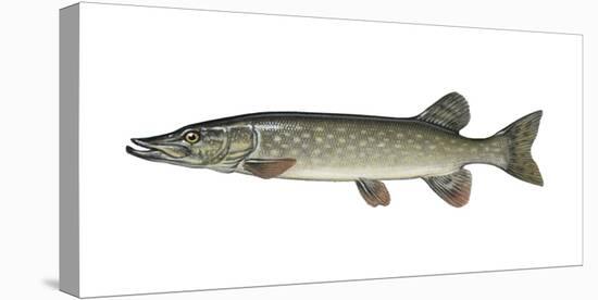 Illustration, European Pike, Esox Lucius, Not Freely for Book-Industry, Series-Carl-Werner Schmidt-Luchs-Stretched Canvas