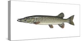 Illustration, European Pike, Esox Lucius, Not Freely for Book-Industry, Series-Carl-Werner Schmidt-Luchs-Stretched Canvas