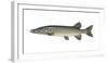 Illustration, European Pike, Esox Lucius, Not Freely for Book-Industry, Series-Carl-Werner Schmidt-Luchs-Framed Photographic Print