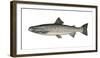 Illustration, European Salmon, Salmon Salar, Not Freely for Book-Industry, Series-Carl-Werner Schmidt-Luchs-Framed Photographic Print