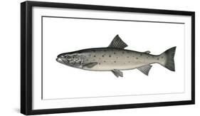 Illustration, European Salmon, Salmon Salar, Not Freely for Book-Industry, Series-Carl-Werner Schmidt-Luchs-Framed Photographic Print