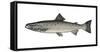 Illustration, European Salmon, Salmon Salar, Not Freely for Book-Industry, Series-Carl-Werner Schmidt-Luchs-Framed Stretched Canvas