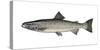 Illustration, European Salmon, Salmon Salar, Not Freely for Book-Industry, Series-Carl-Werner Schmidt-Luchs-Stretched Canvas