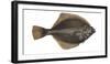 Illustration, Flounder, Platichthys Flesus, Not Freely for Book-Industry, Series-Carl-Werner Schmidt-Luchs-Framed Photographic Print