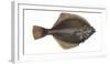 Illustration, Flounder, Platichthys Flesus, Not Freely for Book-Industry, Series-Carl-Werner Schmidt-Luchs-Framed Photographic Print