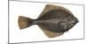 Illustration, Flounder, Platichthys Flesus, Not Freely for Book-Industry, Series-Carl-Werner Schmidt-Luchs-Mounted Photographic Print