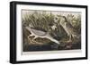 Illustration from 'Birds of America', 1827-38 (Hand-Coloured and Aquatint)-John James Audubon-Framed Giclee Print