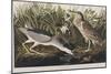 Illustration from 'Birds of America', 1827-38 (Hand-Coloured and Aquatint)-John James Audubon-Mounted Giclee Print