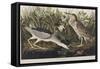 Illustration from 'Birds of America', 1827-38 (Hand-Coloured and Aquatint)-John James Audubon-Framed Stretched Canvas