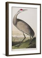 Illustration from 'Birds of America', 1827-38 (Hand-Coloured and Aquatint)-John James Audubon-Framed Giclee Print