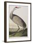 Illustration from 'Birds of America', 1827-38 (Hand-Coloured and Aquatint)-John James Audubon-Framed Giclee Print