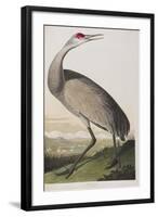 Illustration from 'Birds of America', 1827-38 (Hand-Coloured and Aquatint)-John James Audubon-Framed Giclee Print