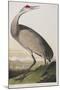 Illustration from 'Birds of America', 1827-38 (Hand-Coloured and Aquatint)-John James Audubon-Mounted Giclee Print