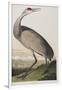 Illustration from 'Birds of America', 1827-38 (Hand-Coloured and Aquatint)-John James Audubon-Framed Giclee Print