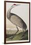 Illustration from 'Birds of America', 1827-38 (Hand-Coloured and Aquatint)-John James Audubon-Framed Giclee Print