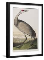 Illustration from 'Birds of America', 1827-38 (Hand-Coloured and Aquatint)-John James Audubon-Framed Giclee Print