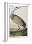 Illustration from 'Birds of America', 1827-38 (Hand-Coloured and Aquatint)-John James Audubon-Framed Giclee Print