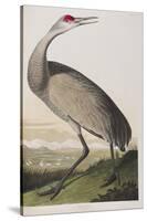 Illustration from 'Birds of America', 1827-38 (Hand-Coloured and Aquatint)-John James Audubon-Stretched Canvas