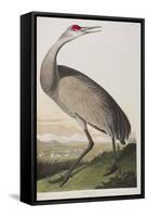 Illustration from 'Birds of America', 1827-38 (Hand-Coloured and Aquatint)-John James Audubon-Framed Stretched Canvas