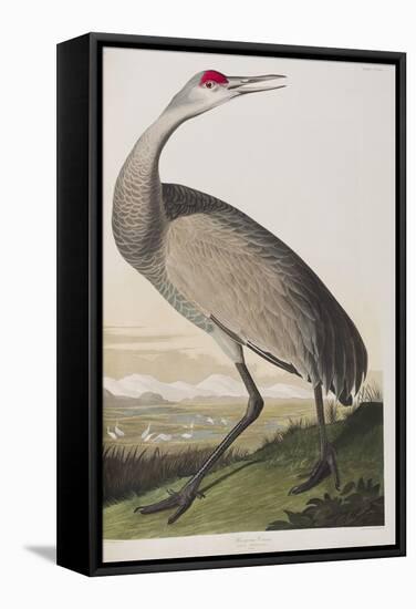 Illustration from 'Birds of America', 1827-38 (Hand-Coloured and Aquatint)-John James Audubon-Framed Stretched Canvas