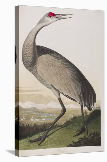 Illustration from 'Birds of America', 1827-38 (Hand-Coloured and Aquatint)-John James Audubon-Stretched Canvas