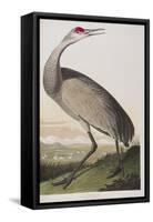 Illustration from 'Birds of America', 1827-38 (Hand-Coloured and Aquatint)-John James Audubon-Framed Stretched Canvas