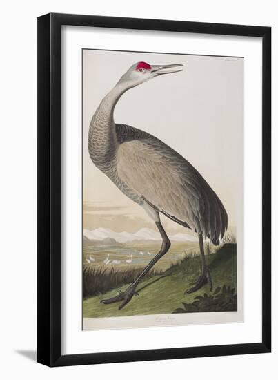 Illustration from 'Birds of America', 1827-38 (Hand-Coloured and Aquatint)-John James Audubon-Framed Premium Giclee Print