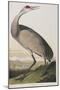 Illustration from 'Birds of America', 1827-38 (Hand-Coloured and Aquatint)-John James Audubon-Mounted Premium Giclee Print