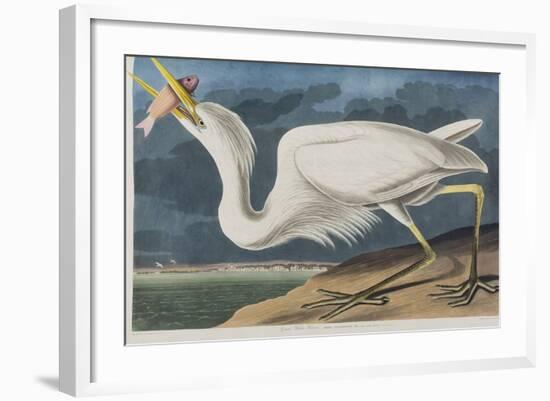 Illustration from 'Birds of America', 1827-38 (Hand-Coloured and Aquatint)-John James Audubon-Framed Giclee Print