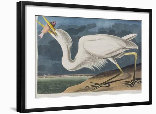 Illustration from 'Birds of America', 1827-38 (Hand-Coloured and Aquatint)-John James Audubon-Framed Giclee Print