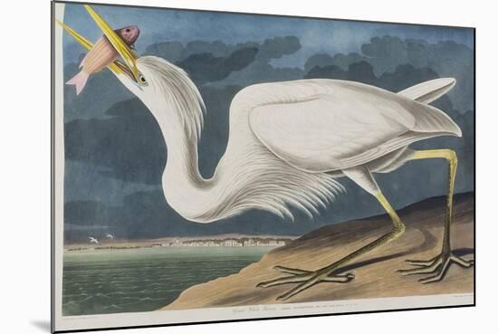 Illustration from 'Birds of America', 1827-38 (Hand-Coloured and Aquatint)-John James Audubon-Mounted Giclee Print