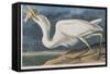 Illustration from 'Birds of America', 1827-38 (Hand-Coloured and Aquatint)-John James Audubon-Framed Stretched Canvas