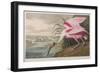 Illustration from 'Birds of America', 1827-38 (Hand-Coloured and Aquatint)-John James Audubon-Framed Giclee Print