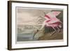 Illustration from 'Birds of America', 1827-38 (Hand-Coloured and Aquatint)-John James Audubon-Framed Giclee Print