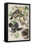 Illustration from 'Birds of America', 1827-38 (Hand-Coloured and Aquatint)-John James Audubon-Framed Stretched Canvas