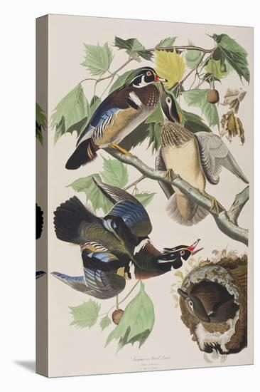 Illustration from 'Birds of America', 1827-38 (Hand-Coloured and Aquatint)-John James Audubon-Stretched Canvas