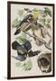 Illustration from 'Birds of America', 1827-38 (Hand-Coloured and Aquatint)-John James Audubon-Framed Giclee Print