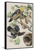 Illustration from 'Birds of America', 1827-38 (Hand-Coloured and Aquatint)-John James Audubon-Framed Stretched Canvas