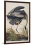 Illustration from 'Birds of America', 1827-38 (Hand-Coloured and Aquatint)-John James Audubon-Framed Giclee Print