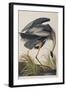 Illustration from 'Birds of America', 1827-38 (Hand-Coloured and Aquatint)-John James Audubon-Framed Giclee Print