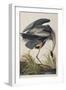 Illustration from 'Birds of America', 1827-38 (Hand-Coloured and Aquatint)-John James Audubon-Framed Giclee Print