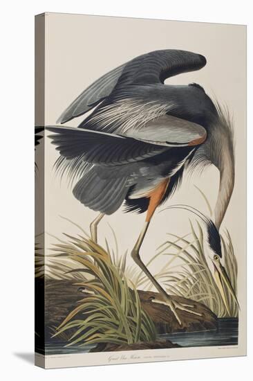 Illustration from 'Birds of America', 1827-38 (Hand-Coloured and Aquatint)-John James Audubon-Stretched Canvas