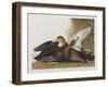 Illustration from 'Birds of America', 1827-38 (Hand-Coloured and Aquatint)-John James Audubon-Framed Giclee Print